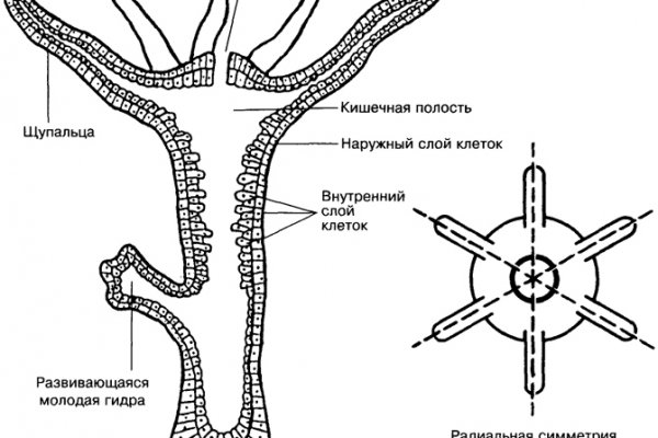 Kraken ссылка