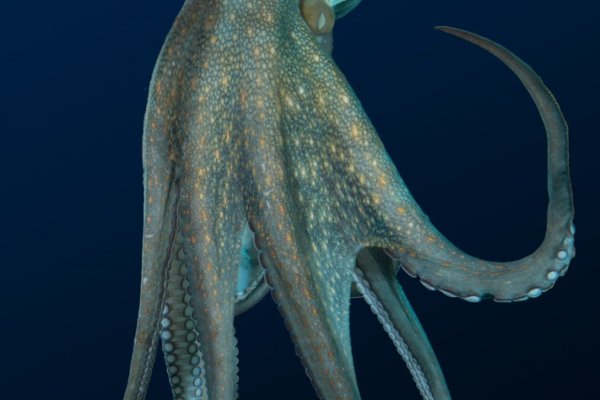 Kraken зеркало kraken link top