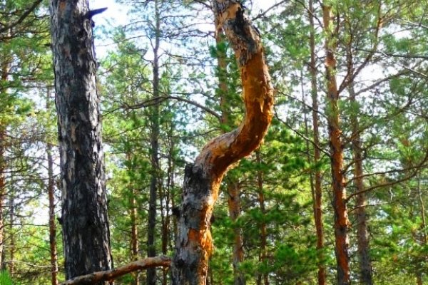 Не могу зайти в кракен