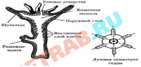 Как выводить деньги с кракена